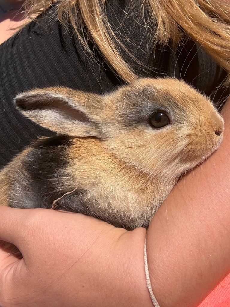 Lionhead X Minilop bunnies💕💙