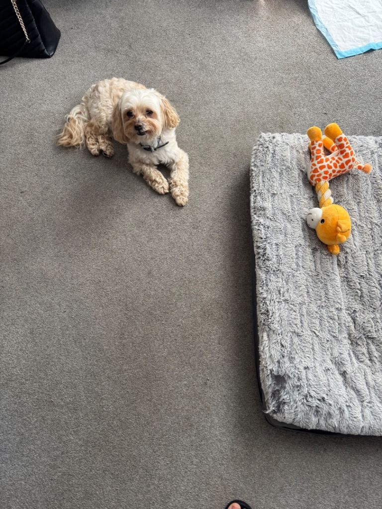 Maltipoo 