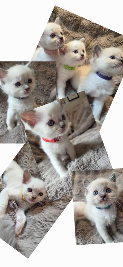 EXTENSIVELY TESTED LILAC&BLUE GCCF RAGDOLL KITTENS