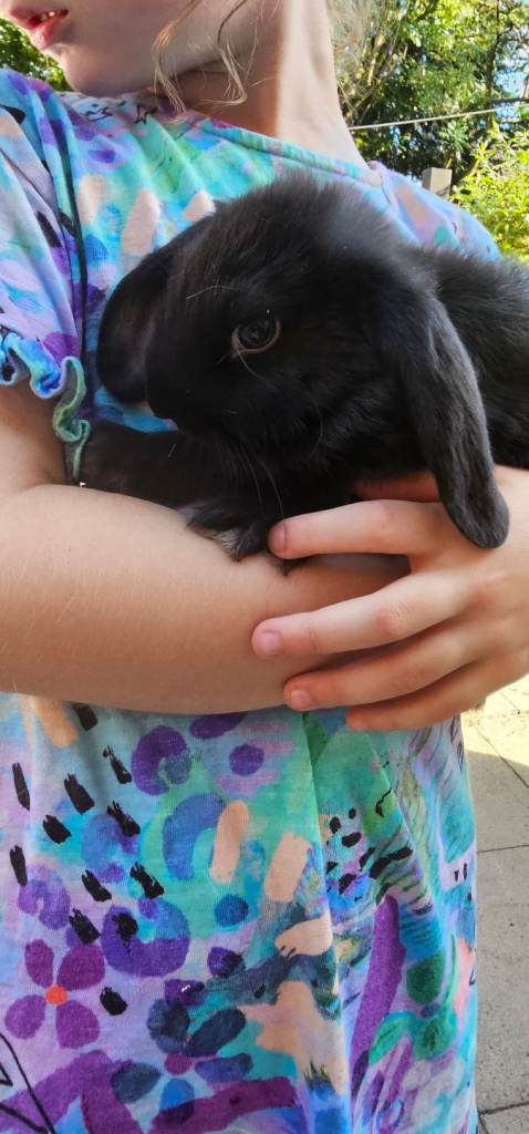 baby rabbits