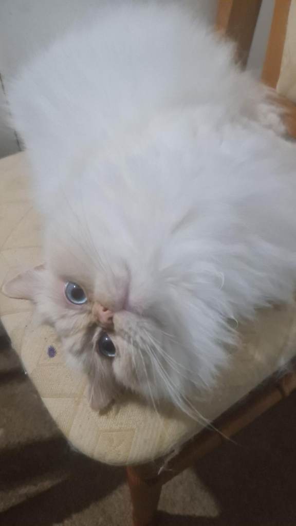 Persian Male Cat for Sale