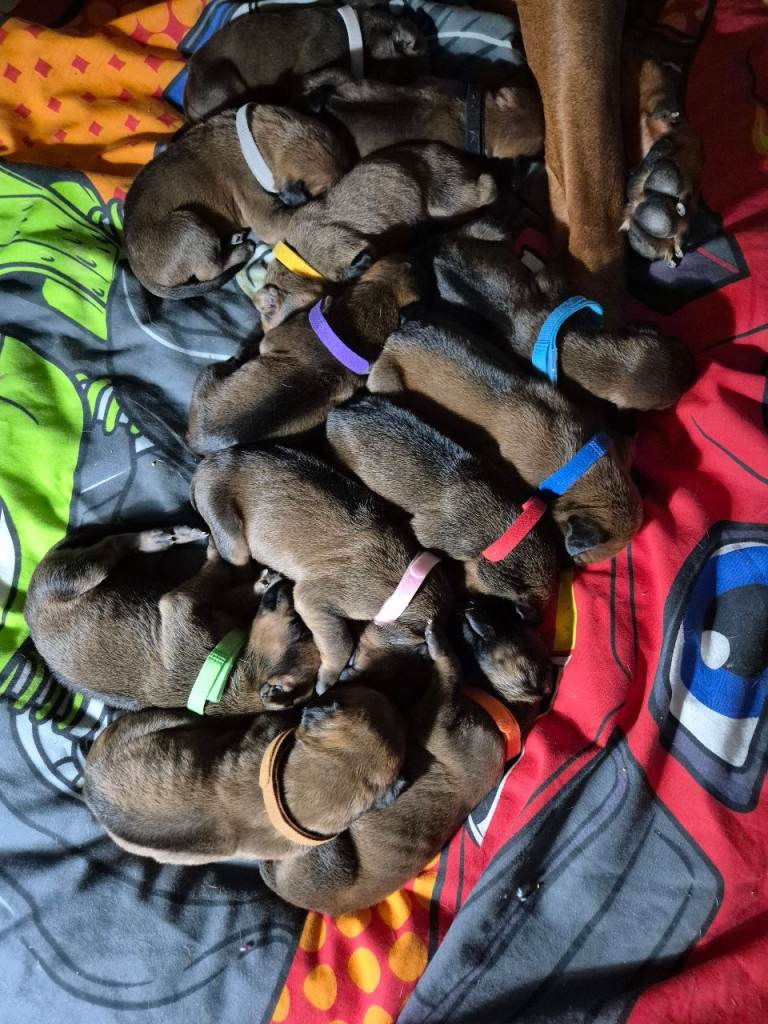 Full breed Rhodesian ridgeback pups