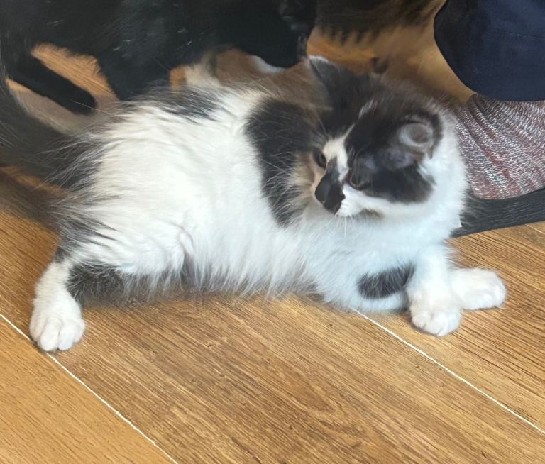 Kittens for sale 