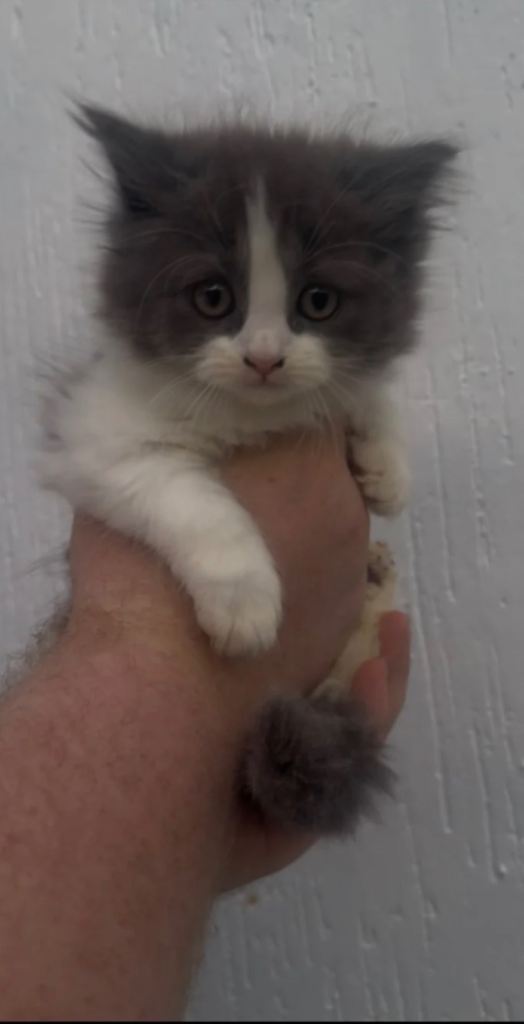British longhair kittens x3