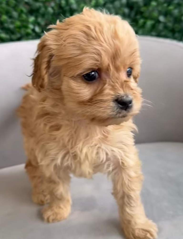 Cavapoo puppies