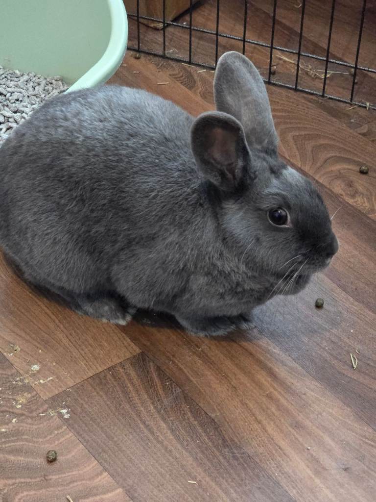 1 year old female rabbit