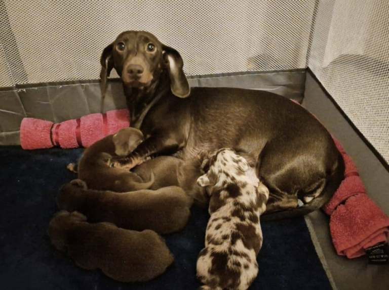 Beautiful Dachshund Puppies