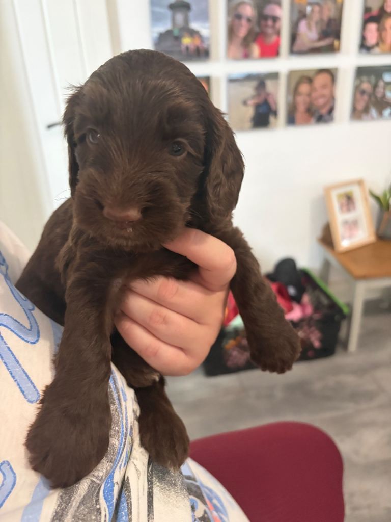 F1B cockapoo puppies 