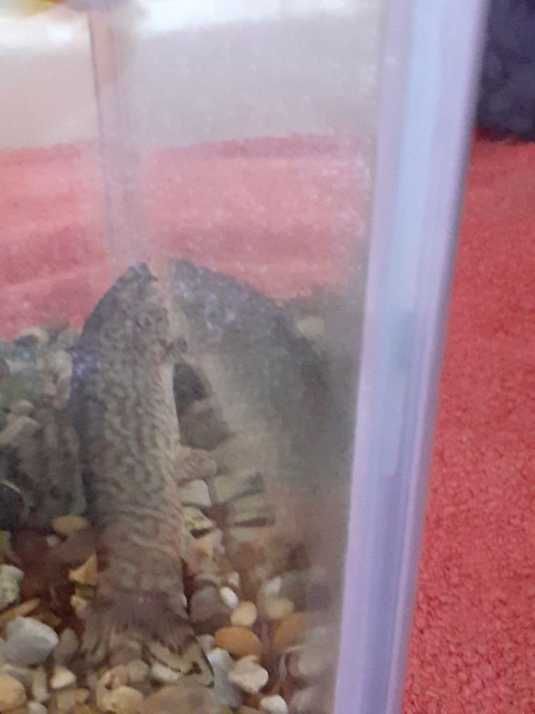 2 Black Bristlenose, 1 Leopard catfish