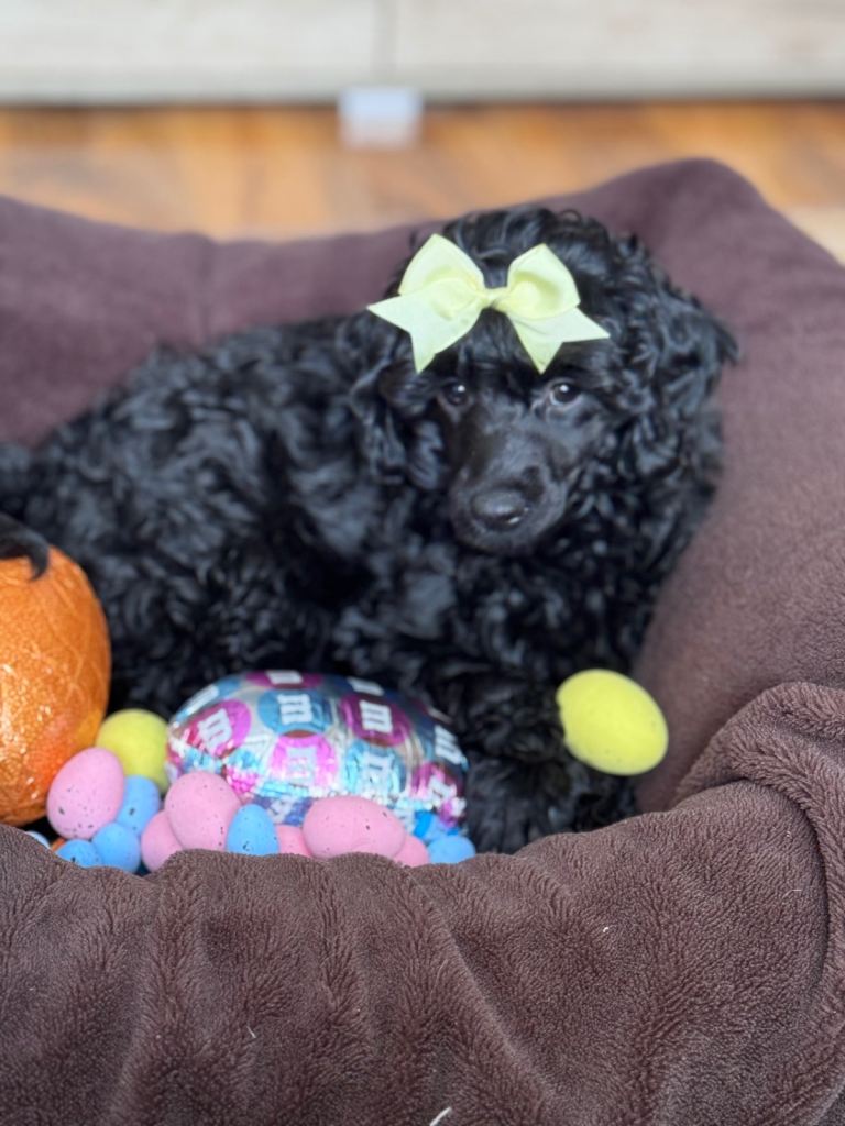 Miniature poodle girl