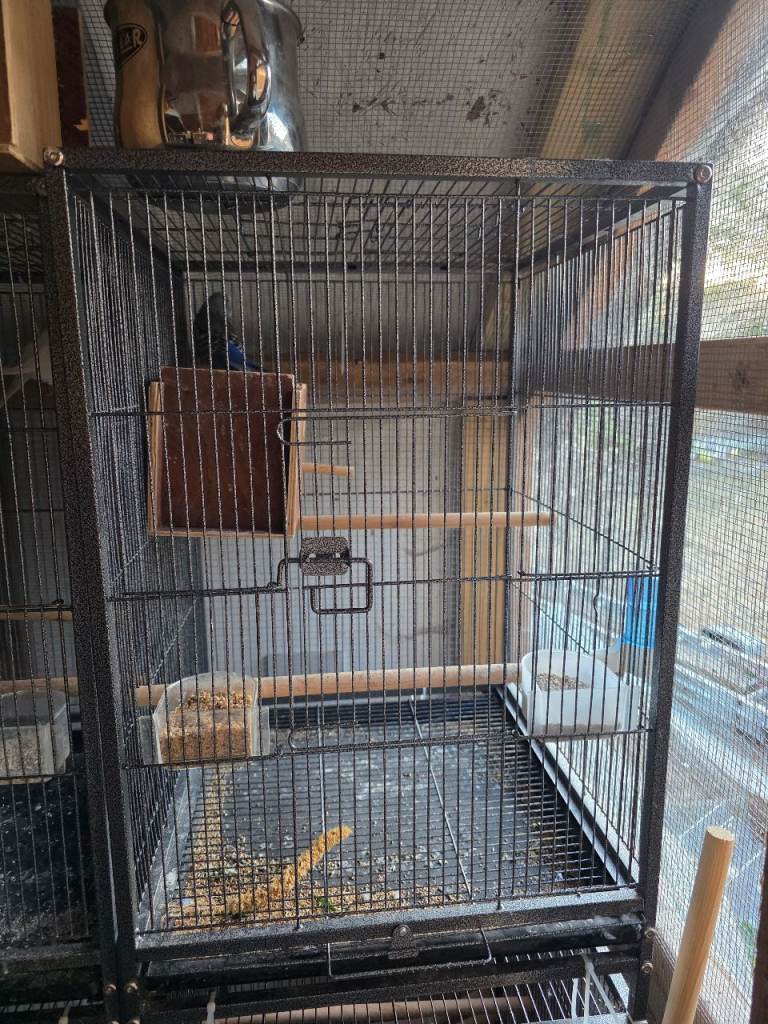 Bird cages 