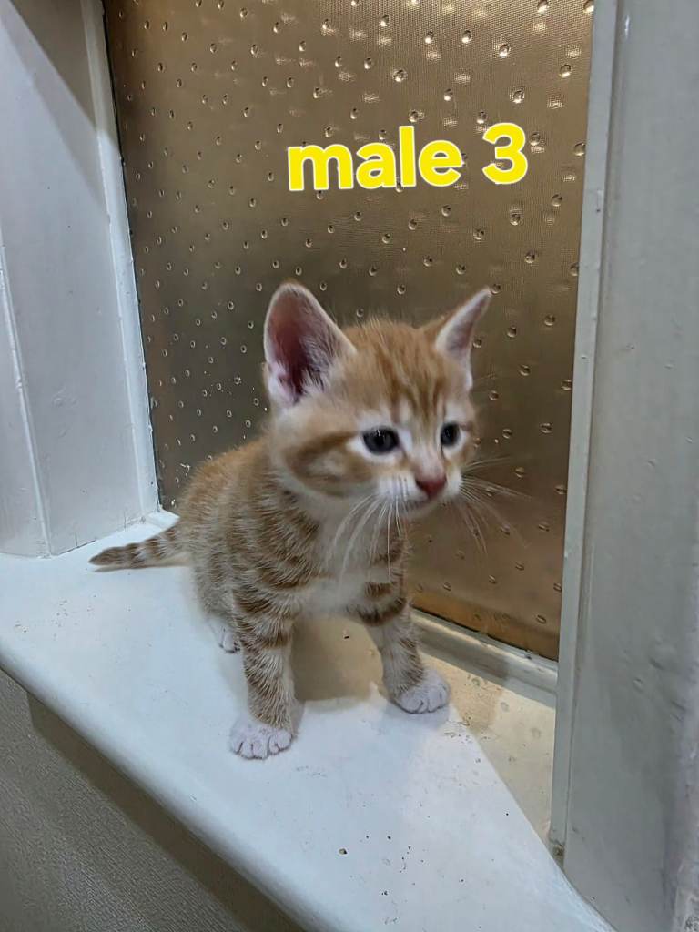 Beautiful Male Kitten