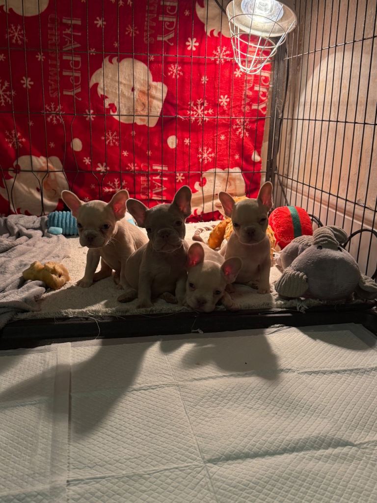 French bulldog puppies 