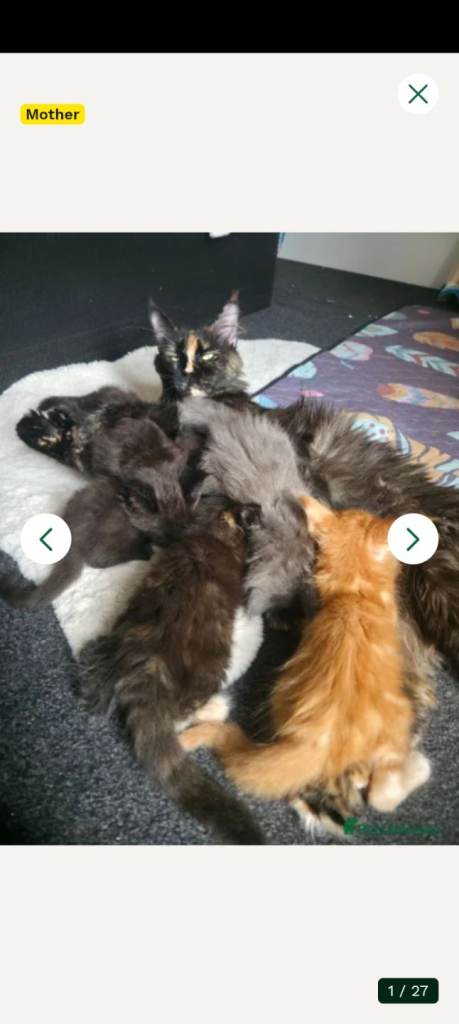 Maine coon kittens