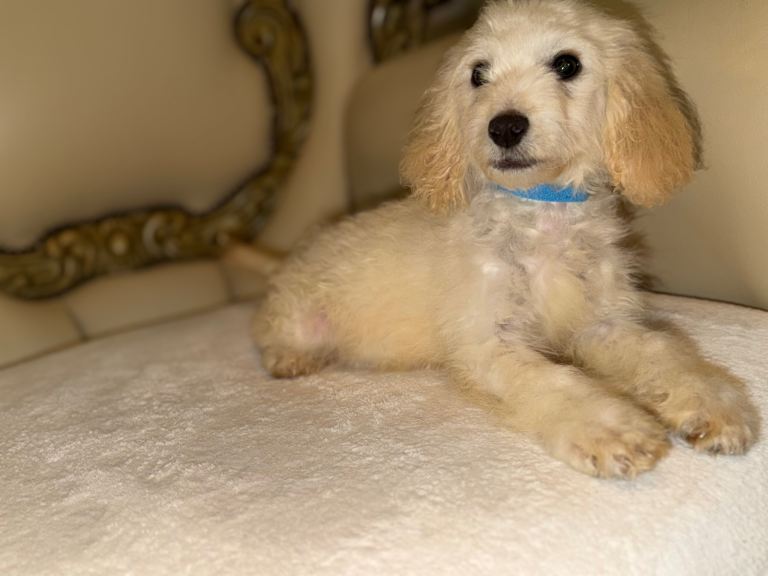 Cockerpoo 