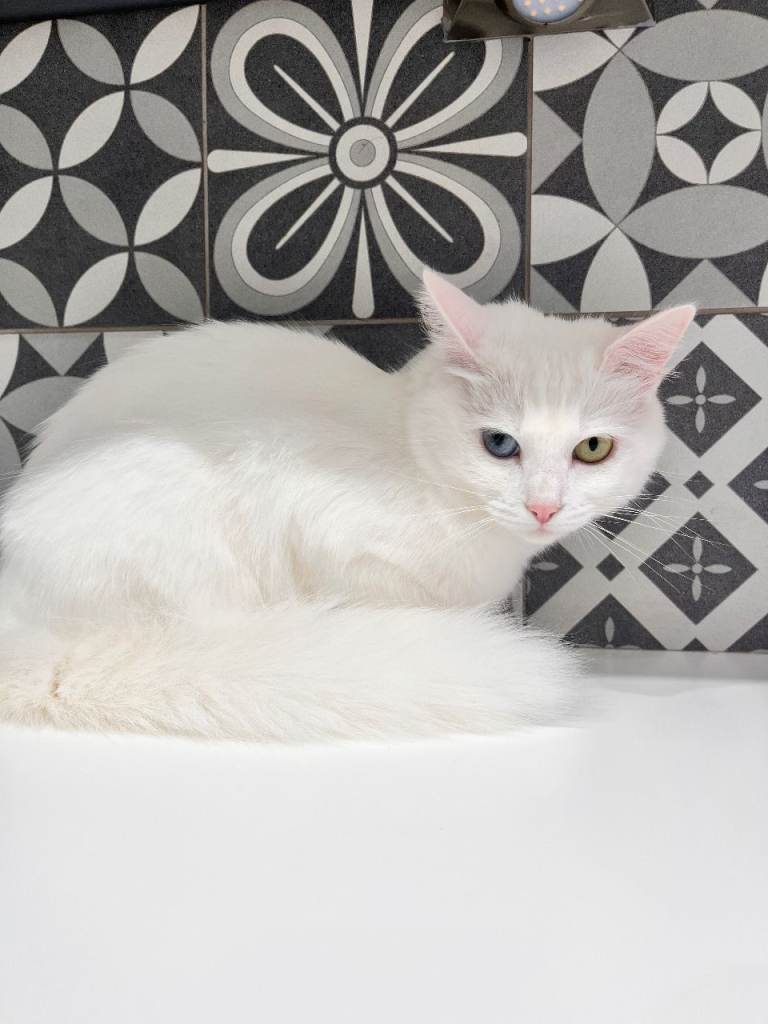 Mixed Breed Turkish Angora Family Cat Friendly 