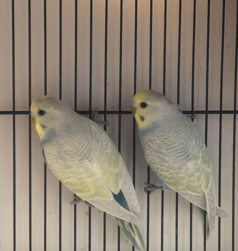 Budgie 