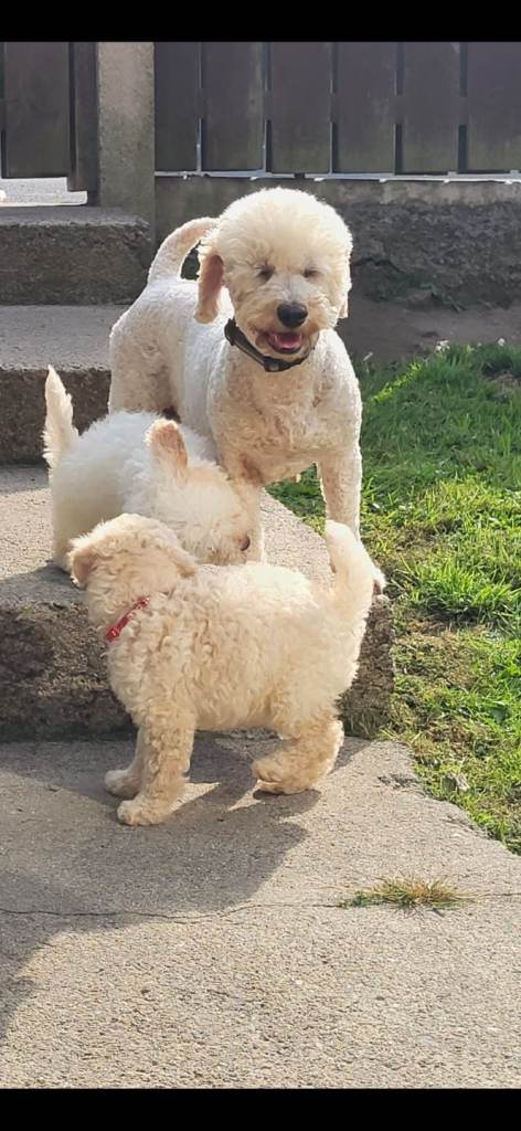Poochon pups 