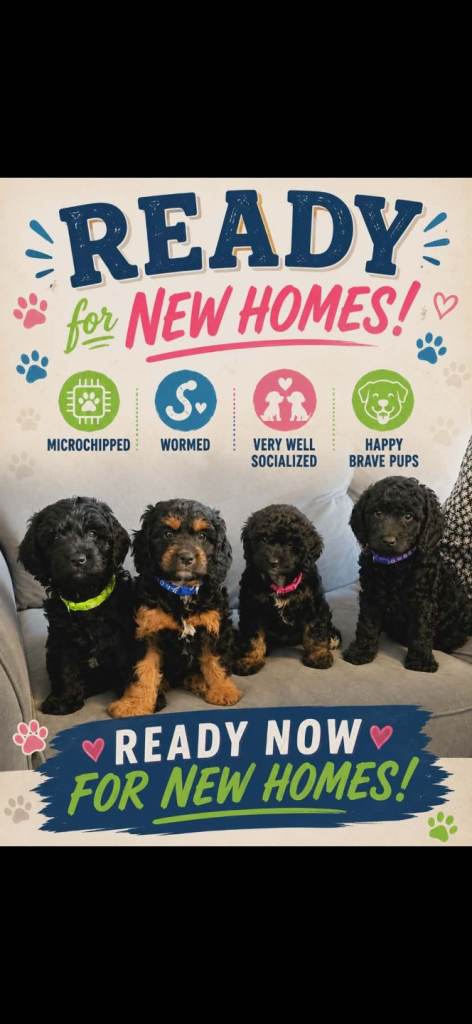 f1b cockapoo puppies  ready now :)