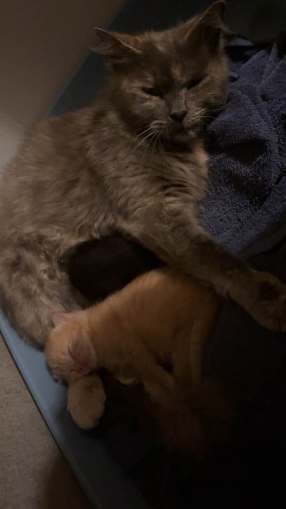 Little boy kitten left 