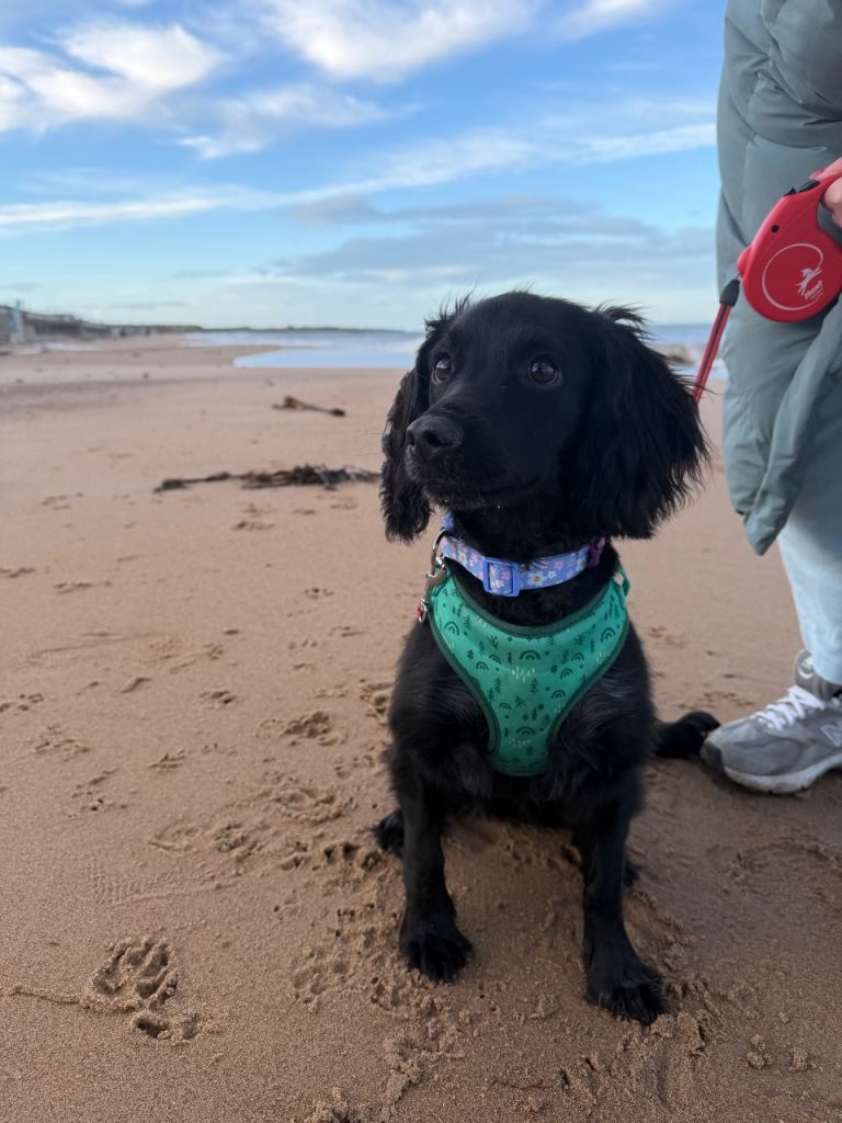 🐾 6-Month-Old Cocker Spaniel Looking for Her Forever Home 🐾