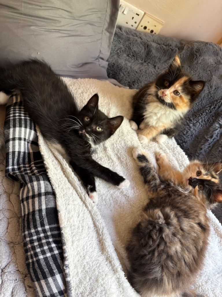 3 female kittens