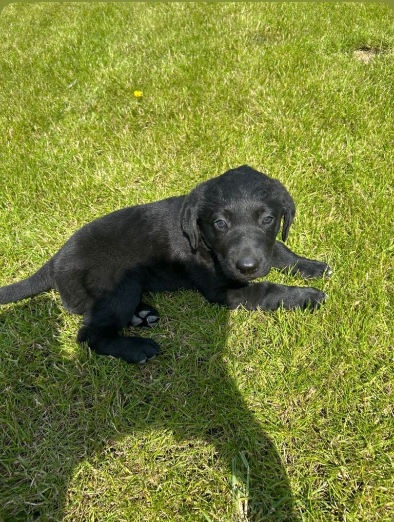 Chocolate Labrador x Collie Cross pup