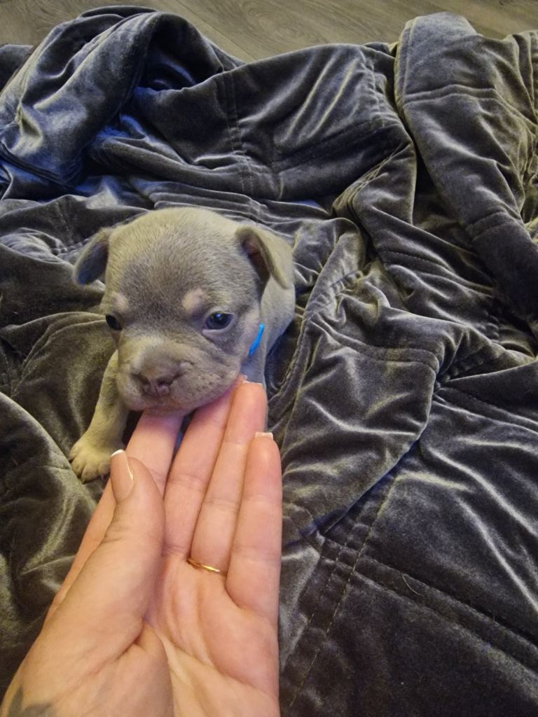 French bulldog puppies 