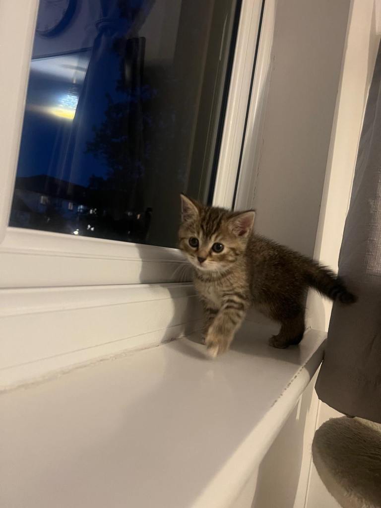 kitten looking for new home 