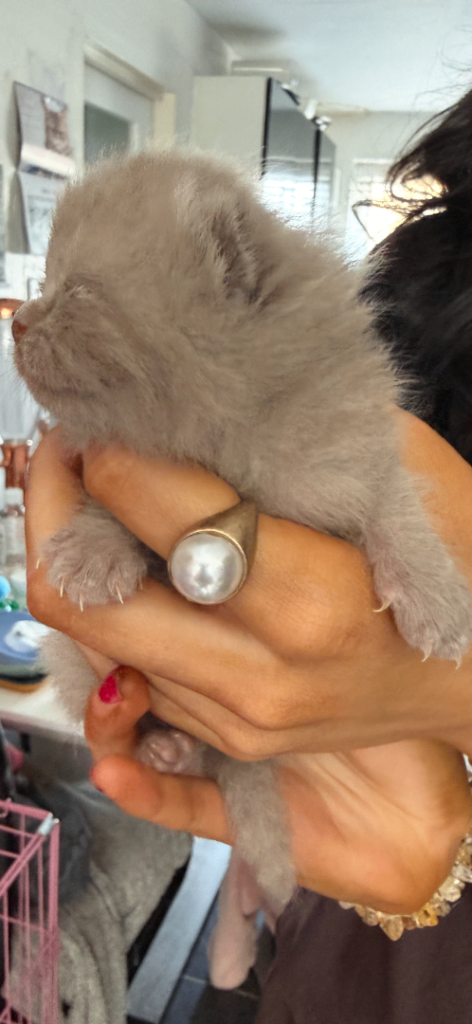  BSH CHUNKY PUREBRED KITTENS STUNNING 