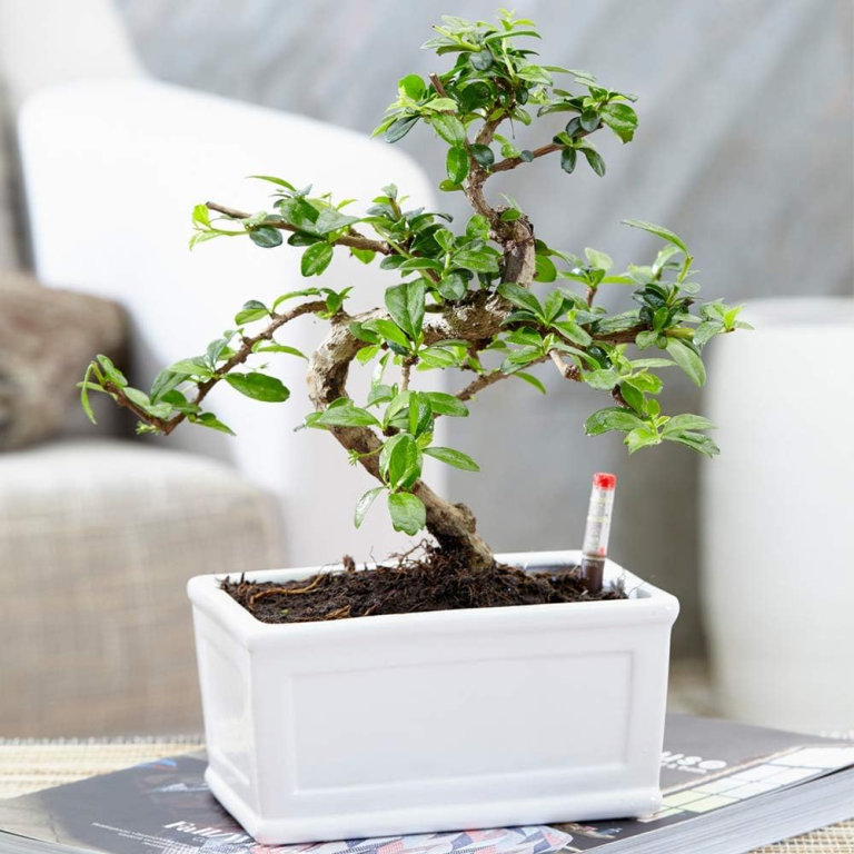 image for Bonsai Chinese Elm Plant - Live Japanese 'S-Shape' Indoor Tree 1 x 15cm Tray Pot