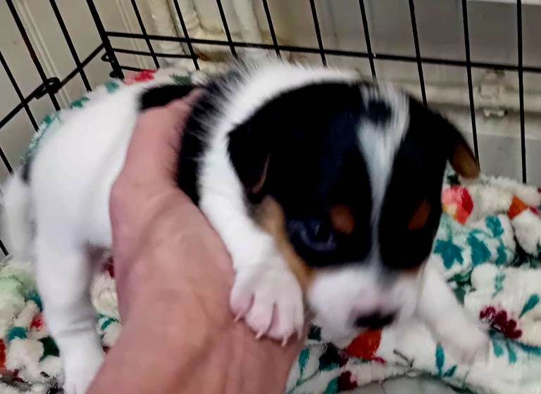 Jack russell puppies 