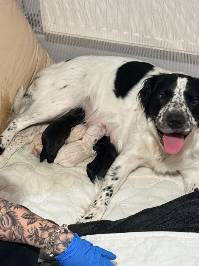 Cocker Pei puppy’s/ Shar Pei cross spaniel