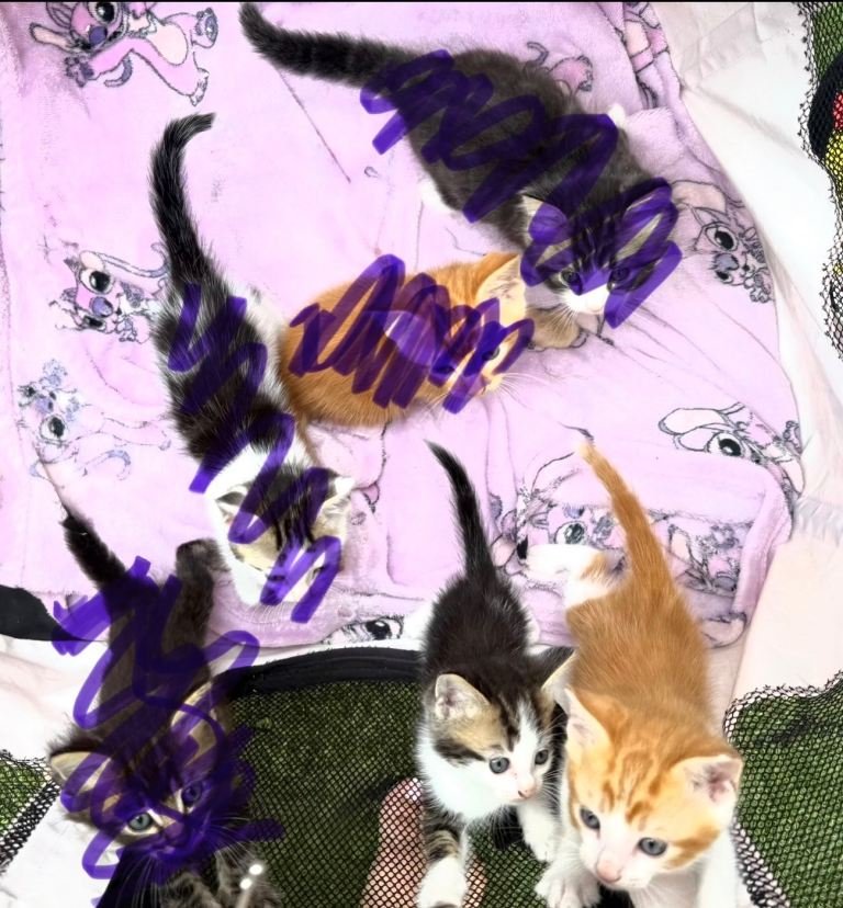Kittens