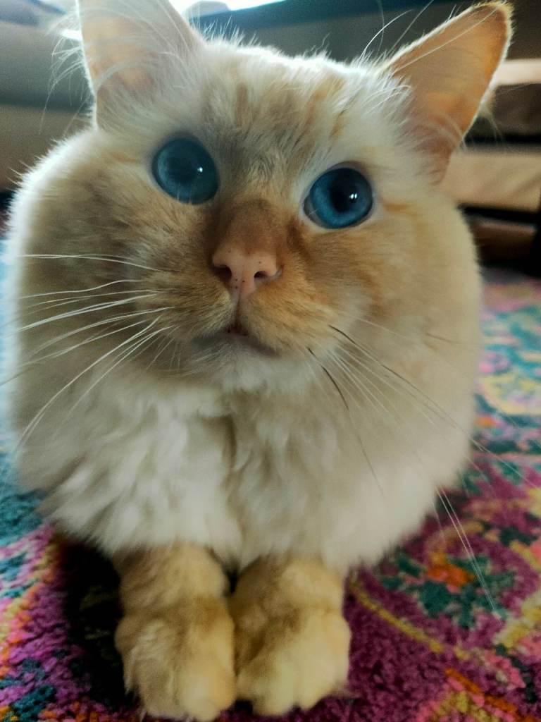 Ragdoll breed male cat