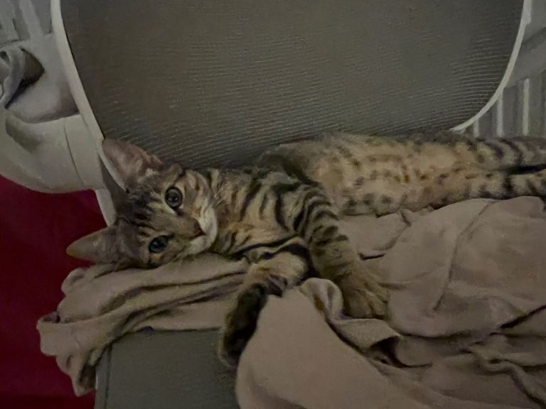 TABBY AND BSH