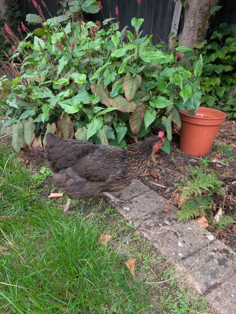 3 hens - free to good home (2yrs)