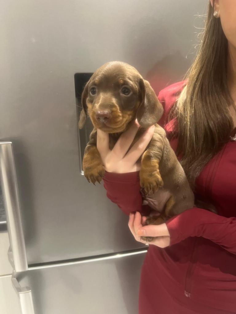 Miniature dachshund boy 