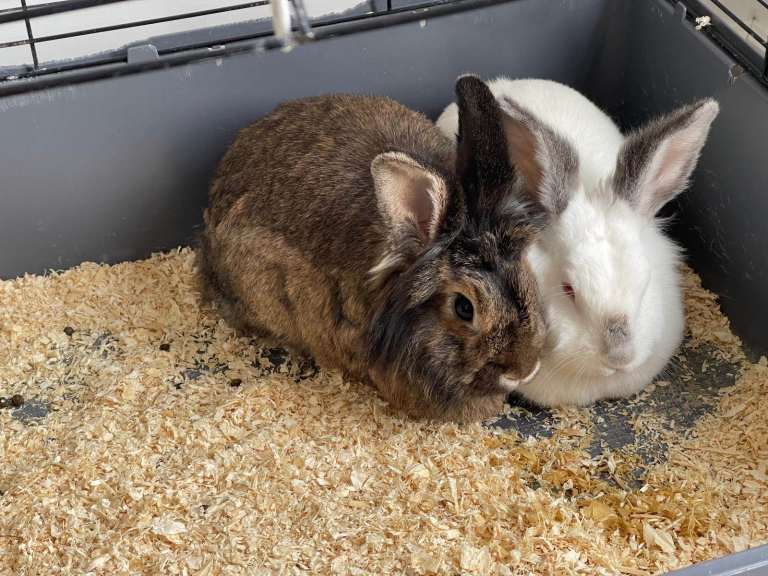 Two lovely rabbits and two cages (small & large)