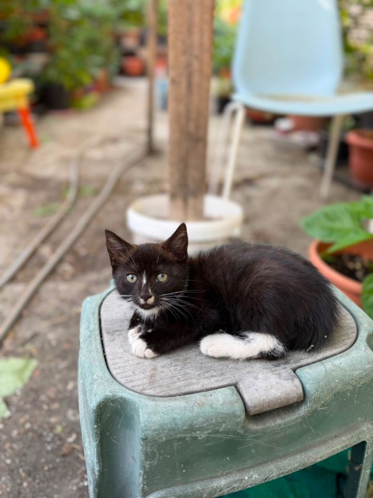 Adorable 8 Week Old Black Male Kitten for Sale 🖤