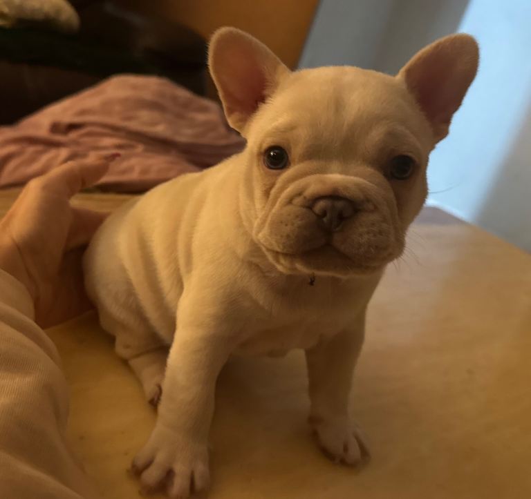 French bulldog puppy fully kc registered 