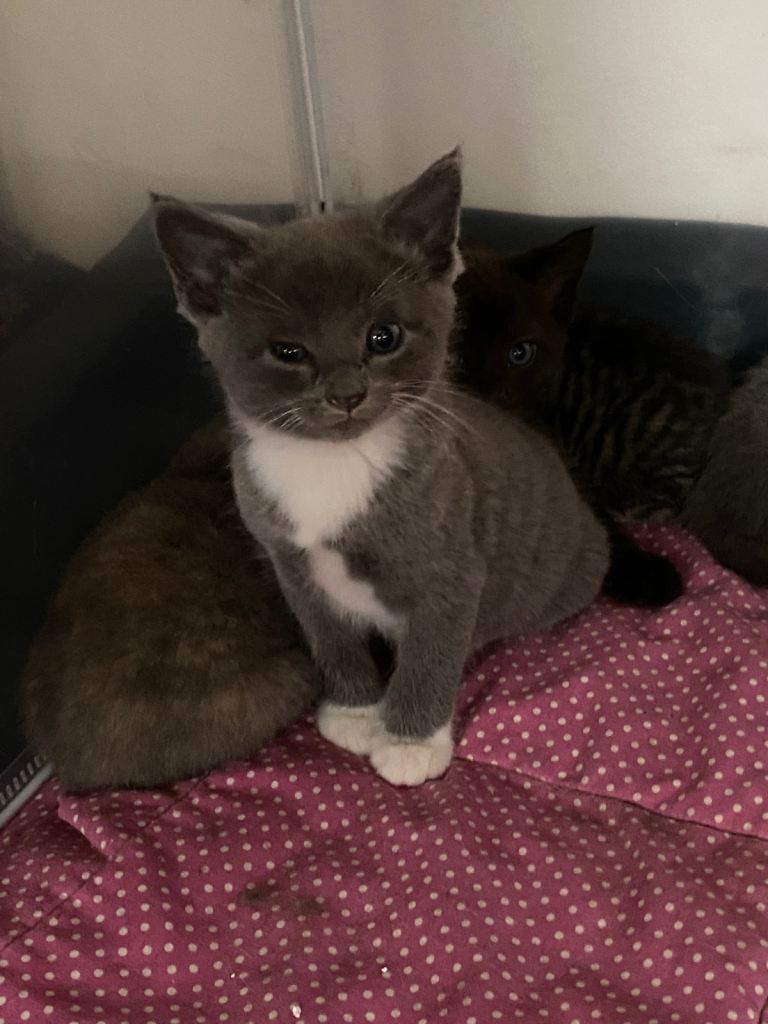 Adorable kittens 