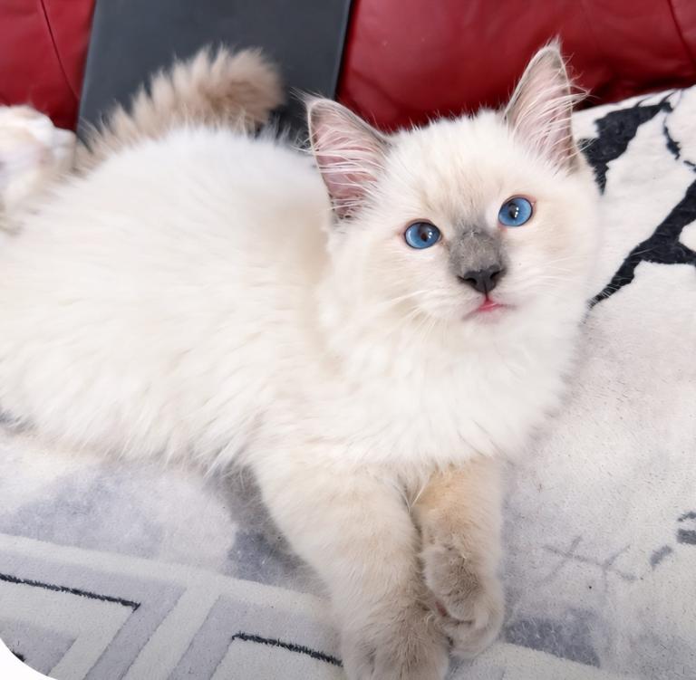 Ragdoll kittens 