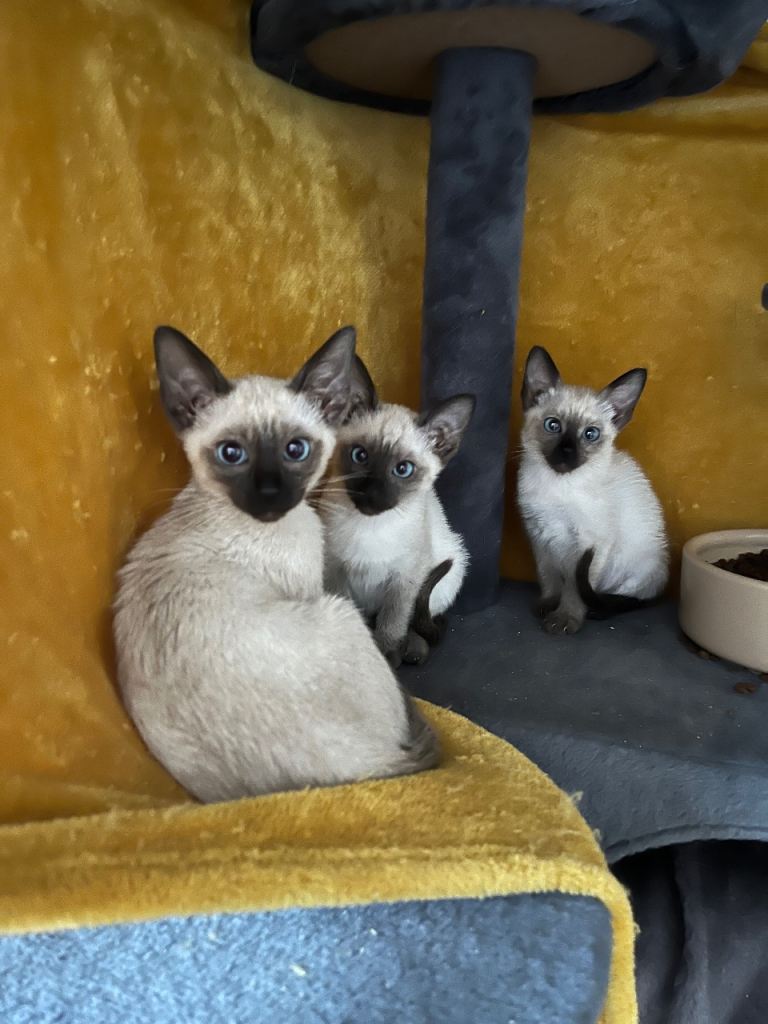 Siamese kittens seal points girls