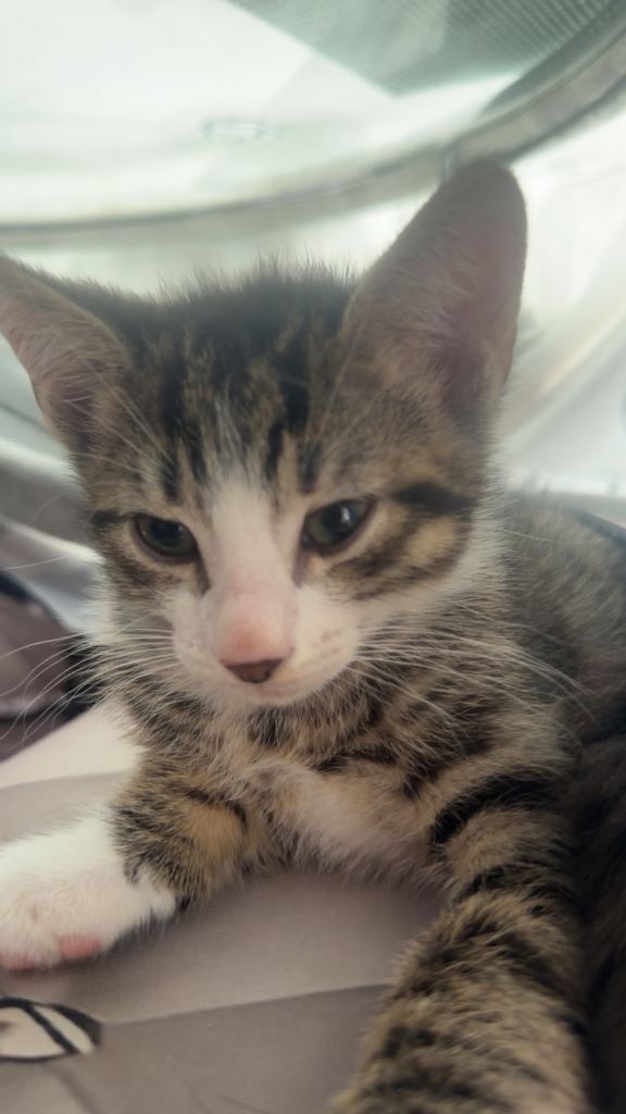 Kittens 