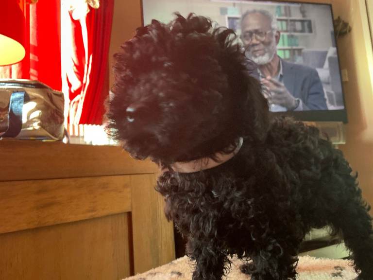 toy poodles kc reg 1 girl and 3 boys