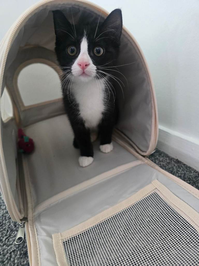 Female kitten 