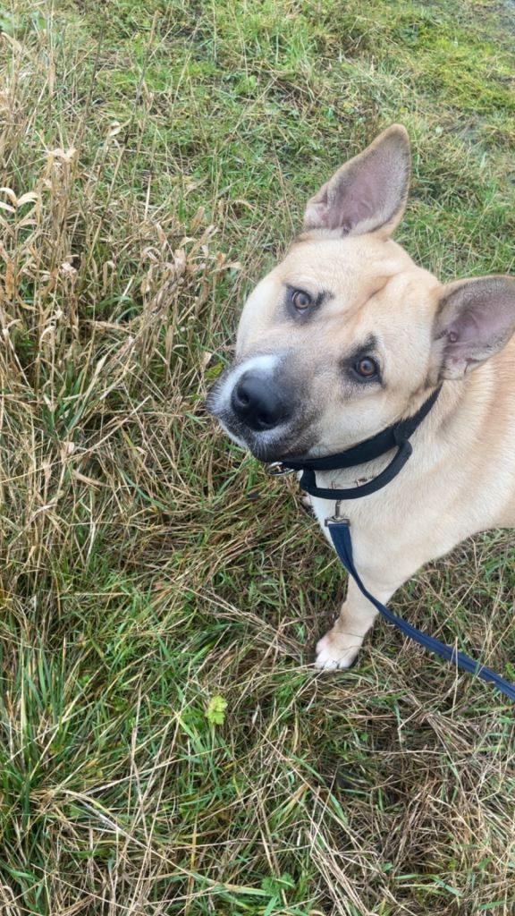 Malamute x bully male for rehoming 