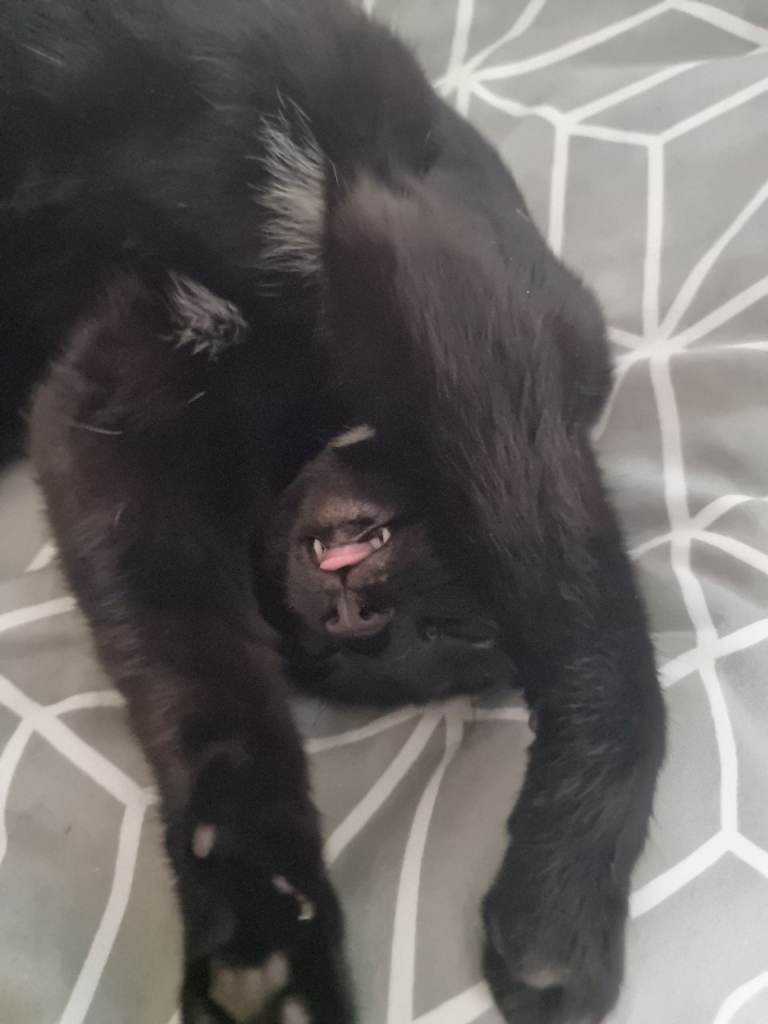 Beautiful 4 Year Old Female Cat