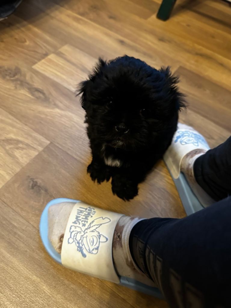 Lhasa apso x shitzu puppies 